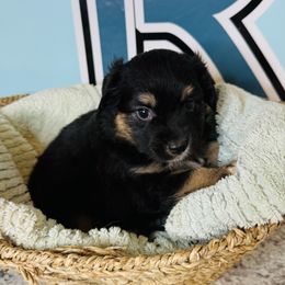 Miniature American Shepherd and Toy Australian Shepherd Puppies from Faith River Aussies