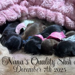 Shih Tzu puppies from NANA’S  QUALITY SHIH TZU'S