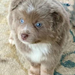 Tristen - Red tri male Miniature Australian Shepherd puppy in Smithville, Arkansas from Cooper Creek Aussies