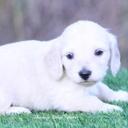 Wilson - Cream male Dachshund puppy in Murray, Kentucky from Shadow Ridge Farms