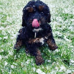 Cavapoo Puppies from SunnySide Mini Doodles