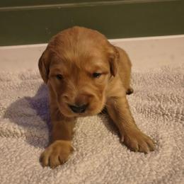 Dancer (2nd pick female) - Dark golden female Golden Retriever puppy in Tenino, Washington from Oak River Goldens'