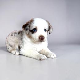 Kora Batty - Red merle female Australian Shepherd puppy in Statesville, North Carolina from Charming Australian Shepherds