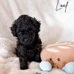 Loaf - Sable male Poodle puppy in Kula, Hawaii from Toy Poodle & Maltipoo Maui