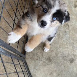 Australian Shepherd Puppies from Stockton Family Farm
