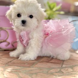 September - White female Maltese puppy in Upland, California from Prime Paradise Kennel