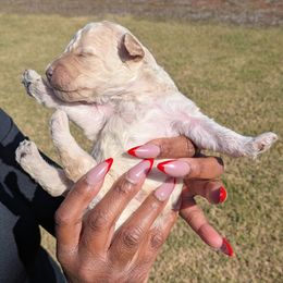 Boy 5 - Cream male Goldendoodle puppy in Forney, Texas from Cityline Goldendoodles