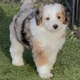 Kenai - Merle female Sheepadoodle puppy in Roseburg, Oregon from Sharon’s Sheepadoodle’s