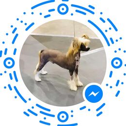 Ruger - Chinese Crested