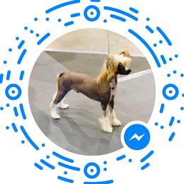 Ruger - Chinese Crested