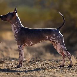Pippin - American Hairless Terrier