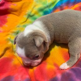 SPUD - LILAC - **SALE** - Seal and white male Boston Terrier puppy in Anderson, South Carolina from Lola’s House of Bostons & Rescue
