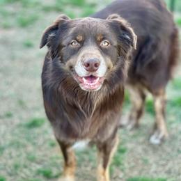 Kojak - Red tri-color male Australian Shepherd puppy in Durant, Oklahoma from Aussome Okie Aussies