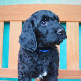 Goldendoodle Puppies from Warren Doodles