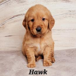 Hawk (Black Collar) - Dark golden male Golden Retriever puppy in Scurry, Texas from 07 Seven Oaks Goldens and Doodles