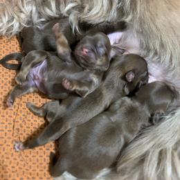 Shih Tzu Puppies from Mosley Kennel Shih Tzu