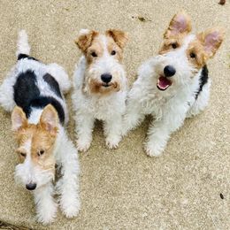 Wire Fox Terriers from Linwood Wires
