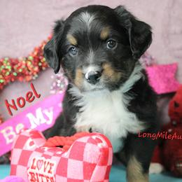 Noel BTM2 - Black tri male Miniature Australian Shepherd puppy in Elgin, Oregon from LongMile Aussies