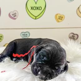 Mr Red Collar - Black male Labrador Retriever puppy in Lake City, Michigan from Loon Lake Labradors