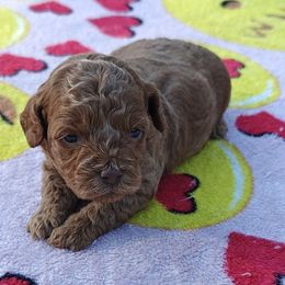 Iridessa - Apricot female Poodle puppy in Dallas, Texas from Halo's Heroes Doodles