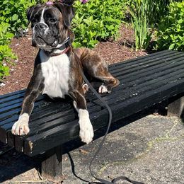 Boxer and Brussels Griffon All Grown Up from GN Boxers & Brussels Griffon