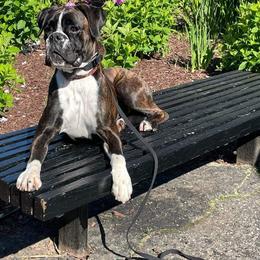 Boxer and Brussels Griffon All Grown Up from GN Boxers & Brussels Griffon