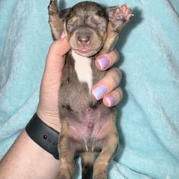 Dachshund Puppies from Crowder Doxies
