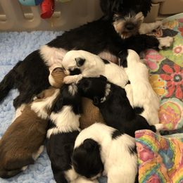 Havanese and Pug Puppies from Casa Blanca Pugs & Mardi Gras Havanese