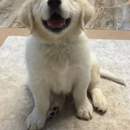Golden Retriever Puppies from Eastern Shore Goldens