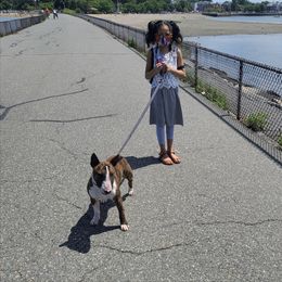 Diesel - Miniature Bull Terrier