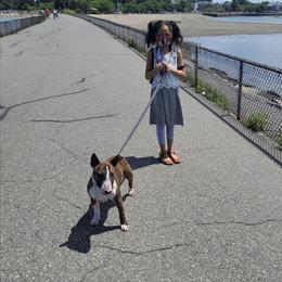 Diesel - Miniature Bull Terrier