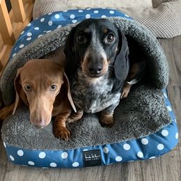 Dachshunds and Dalmatians from Sho Me Spots