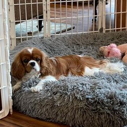 Padfoot - Cavalier King Charles Spaniel