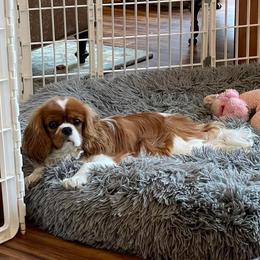 Padfoot - Cavalier King Charles Spaniel