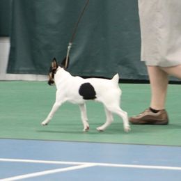 Miniature Pinschers and Toy Fox Terriers from Amberfaye's Min Pins and Toy Fox Terriers