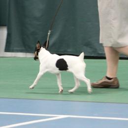 Miniature Pinschers and Toy Fox Terriers from Amberfaye's Min Pins and Toy Fox Terriers