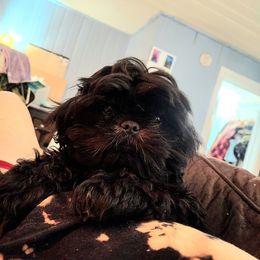 AKC Mr. Hootie - Shih Tzu