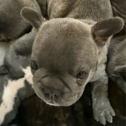 White collar - Blue fawn female French Bulldog puppy in Livingston, Texas from Drake Home Frenchies