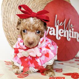 Rosie - Red  female Poodle puppy in Hugo, Oklahoma from Ann R.