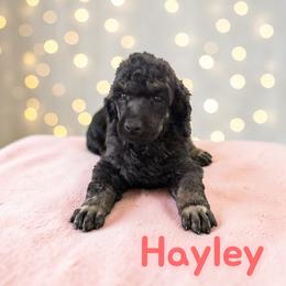 Hayley - Phantom female Poodle puppy in Port Orange, Florida from Daytona’s Standard Poodles
