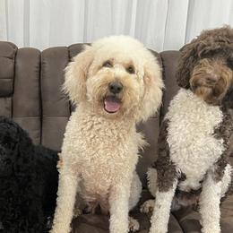 Goldendoodles from Real Life Furrytales