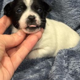 Lola - Black and white female Chihuahua puppy in Berwick, Pennsylvania from Maras puppies