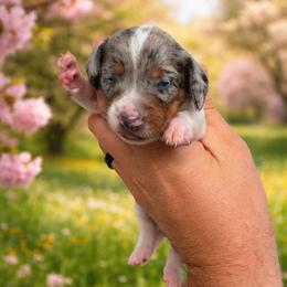 Blue and tan piebald dapple female - Dapple female Dachshund puppy in Indian Trail, North Carolina from Hilda’s Teenie Weenies