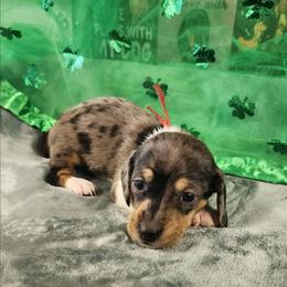 Penny - Dapple female Dachshund puppy in Anaconda, Montana from Williams Family Dachshunds