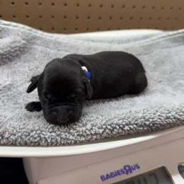 Blue - Black male Labrador Retriever puppy in Derby, Kansas from Wheatland Retrievers