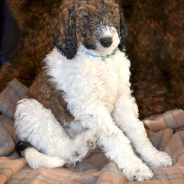 Blue - Goldendoodle puppy from High Quality Goldendoodles
