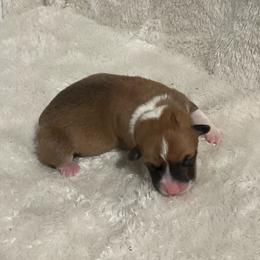 Giggles - Red female Pembroke Welsh Corgi puppy in Morgantown, Pennsylvania from GoldStar Corgis (License Number 18519)