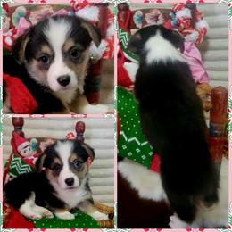 Pink Bandana girl - Black and tan female Pembroke Welsh Corgi puppy in Cherokee, Oklahoma from MCS Farms-OK