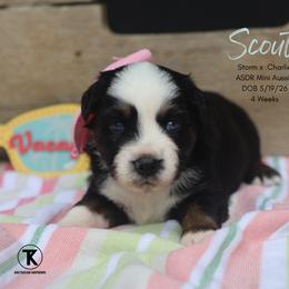 Scout- Black Tri Female (red factored) - Black tri female Miniature Australian Shepherd puppy in Nacogdoches, Texas from TK Standard, Mini, & Toy Aussies