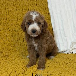 Loki - Red  male Goldendoodle puppy in Estesburg, Kentucky from Wet Goldendoodle Kisses